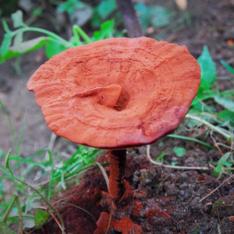 Vibrant Farm-Grown Reishi Mushroom