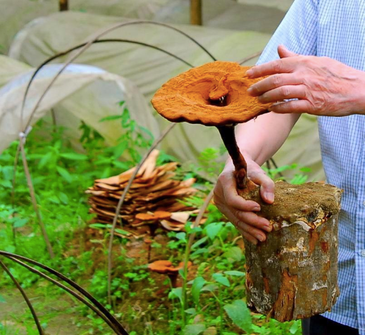 Vibrant Farm-Grown Reishi Mushroom