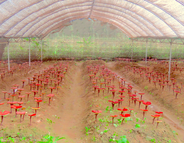Field of farm-grown reishi