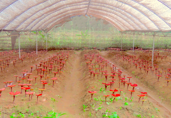 Field of farm-grown reishi