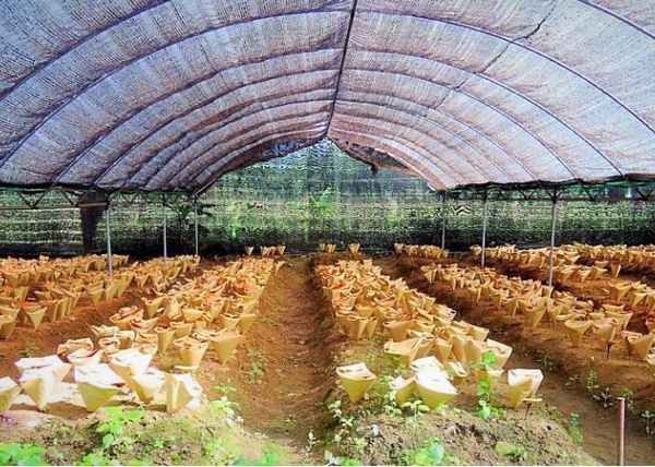 Field of farm-grown reishi